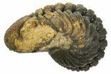 Wide, Curled Morocops Trilobite - Morocco #323237-1